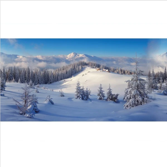 Background Cloth Winter Forest | MYP28